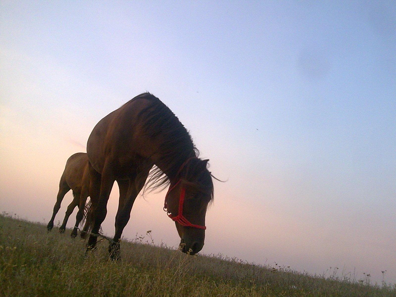 mv2 - Imagine0698.jpg